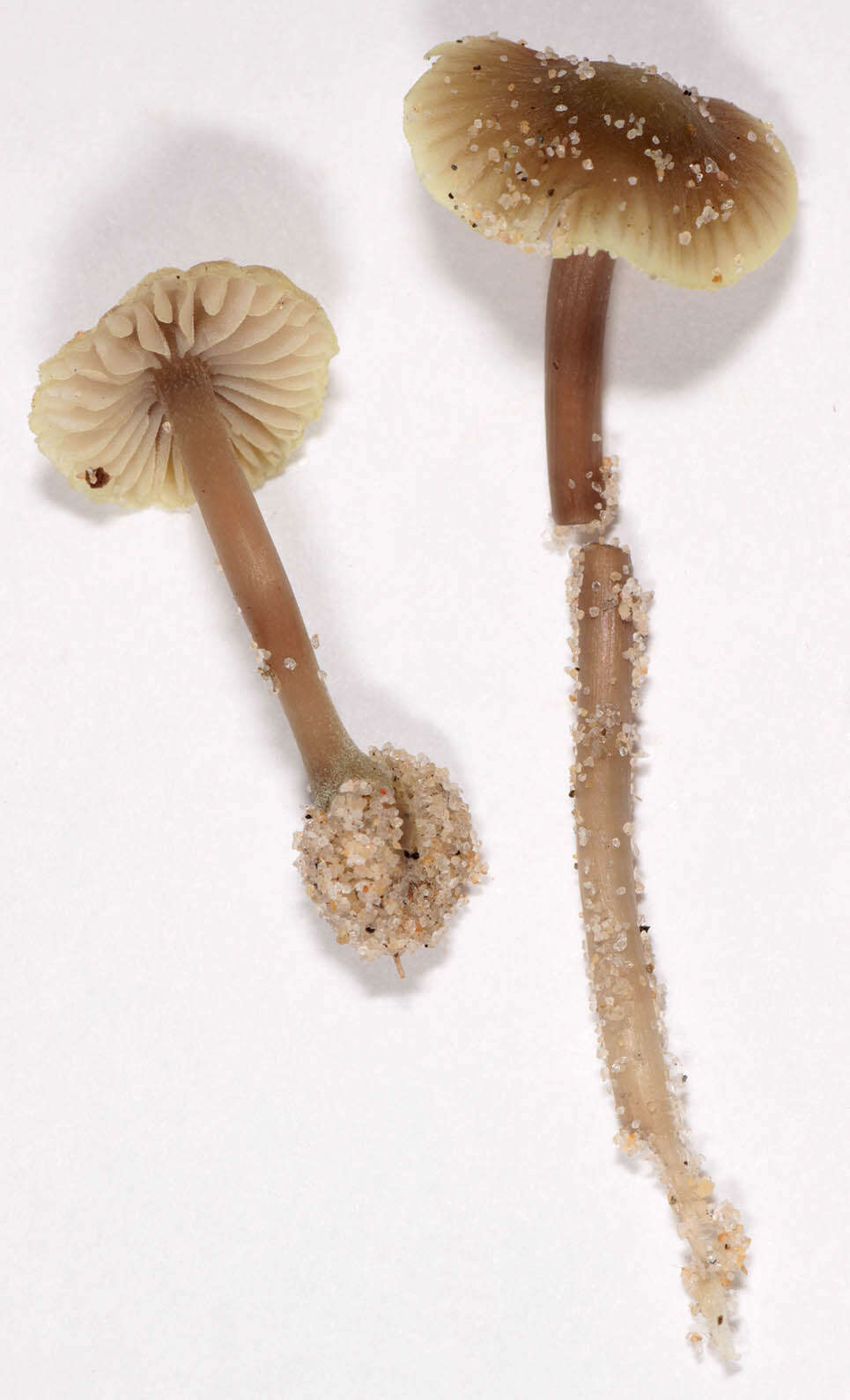 Image of Mycena chlorantha (Fr.) P. Kumm. 1871