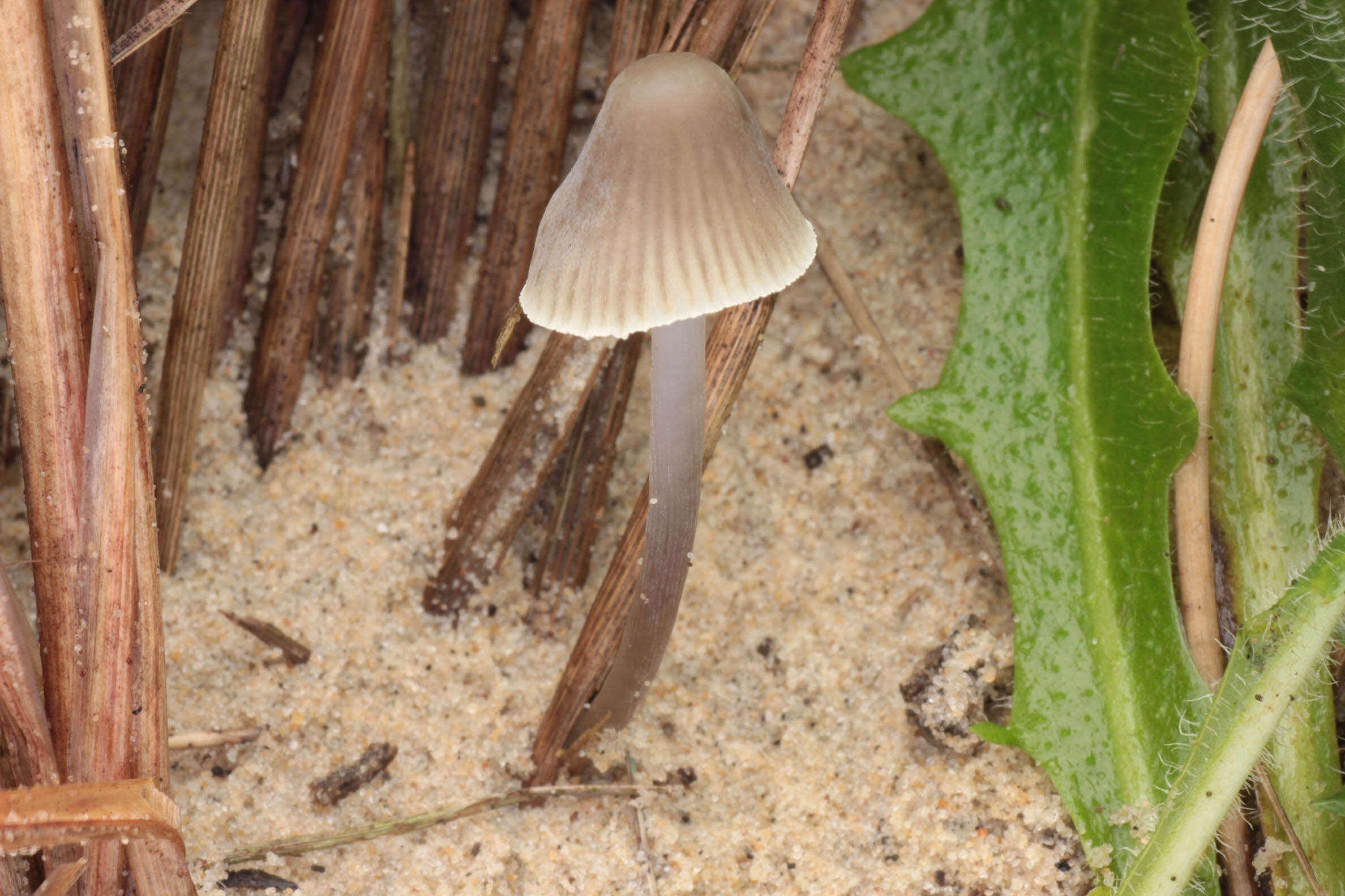 Image of Mycena chlorantha (Fr.) P. Kumm. 1871