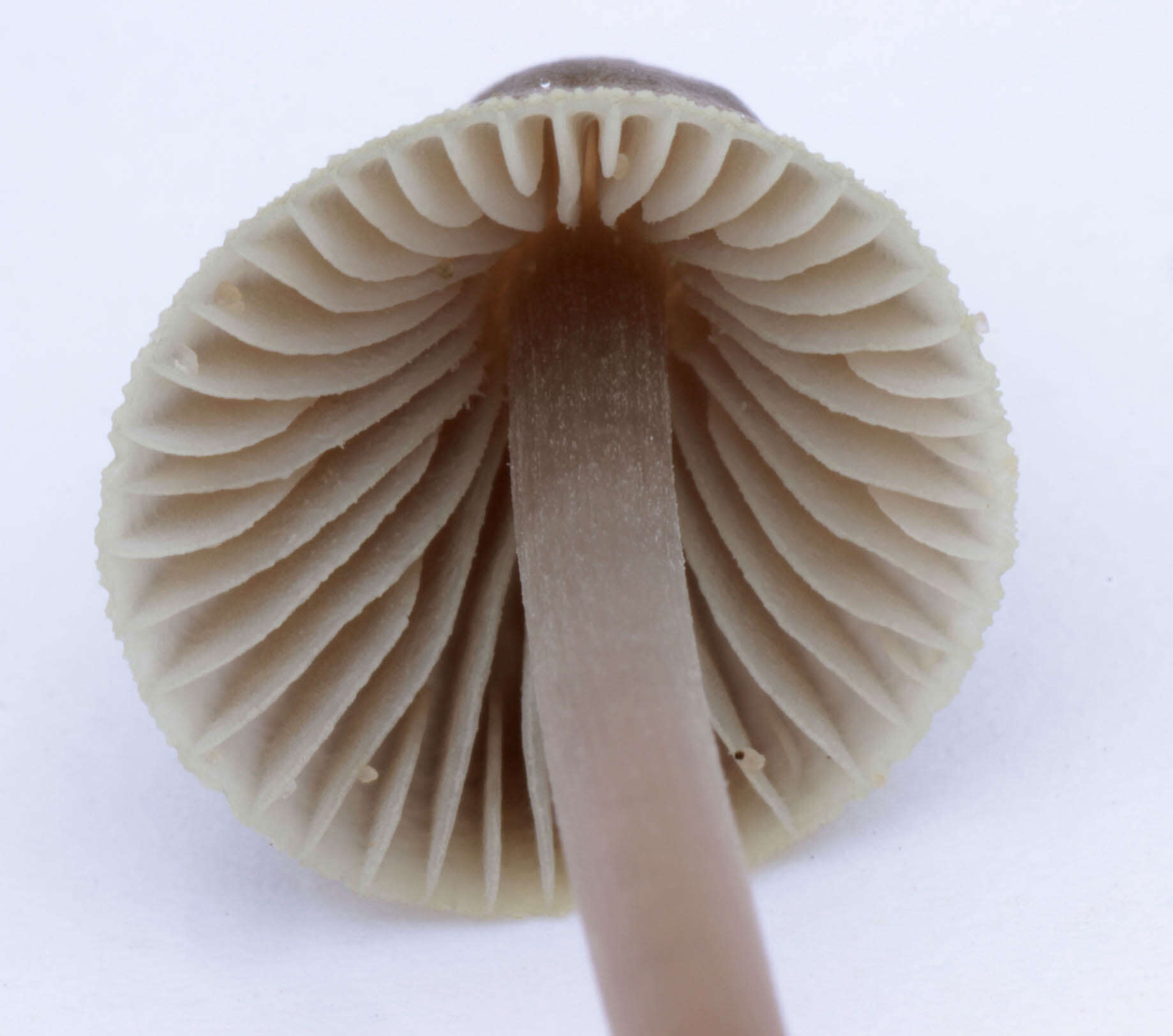 Mycena chlorantha (Fr.) P. Kumm. 1871 resmi