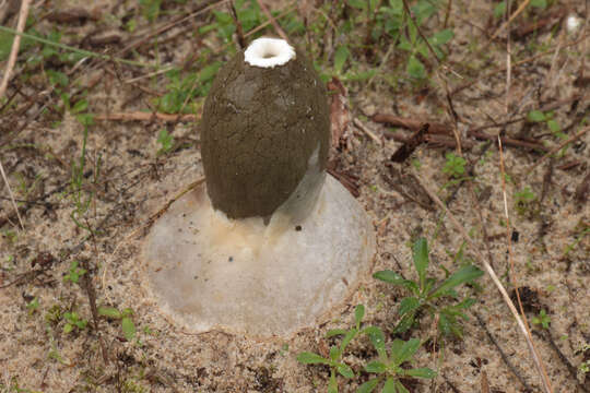 Image of Stinkhorn