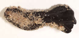 Image of Sabuloglossum arenarium (Rostr.) Hustad, A. N. Mill., Dentinger & P. F. Cannon 2013