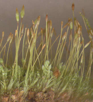 Image of tetraphis moss