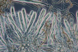Image of Sabuloglossum arenarium (Rostr.) Hustad, A. N. Mill., Dentinger & P. F. Cannon 2013