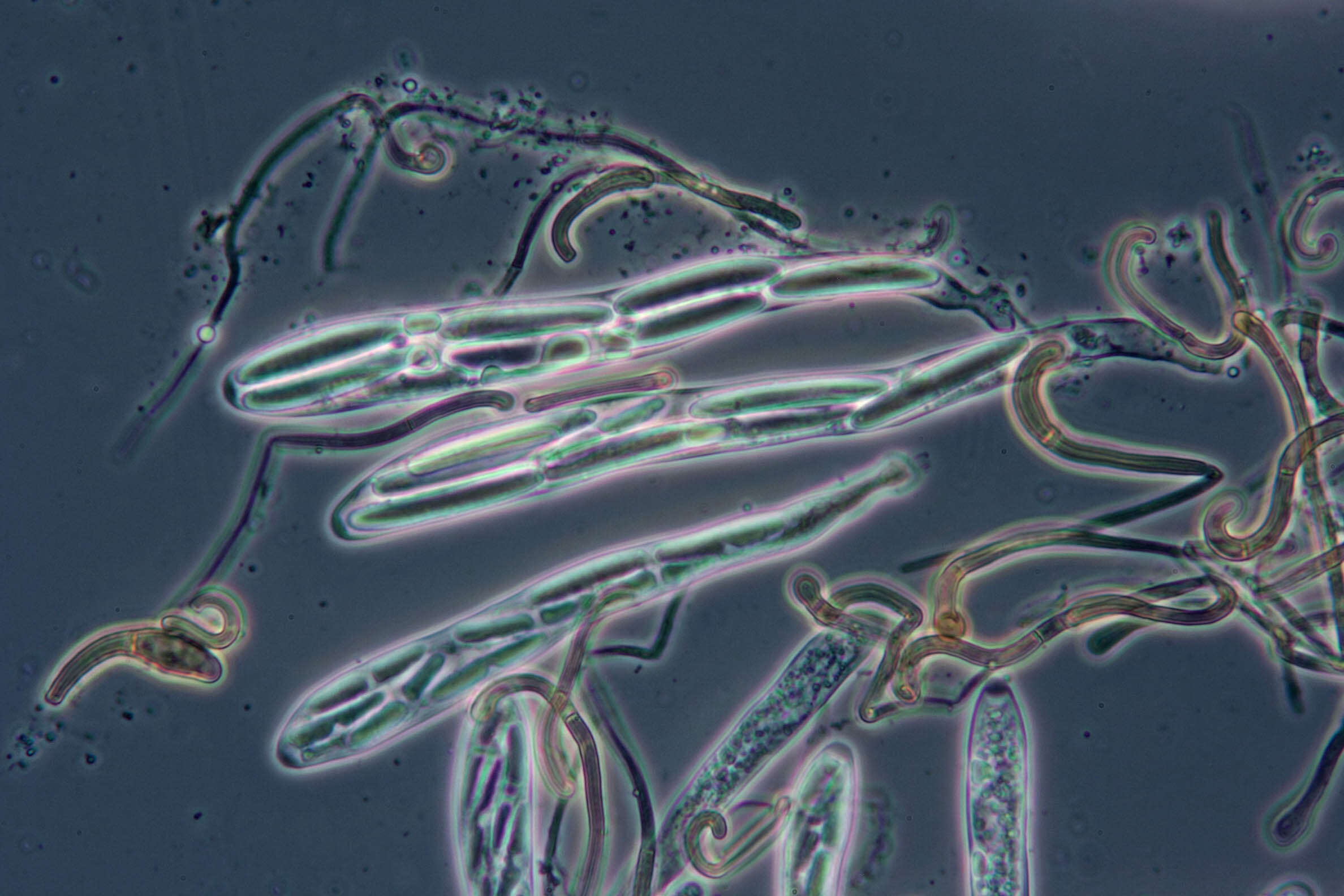 Image of Sabuloglossum arenarium (Rostr.) Hustad, A. N. Mill., Dentinger & P. F. Cannon 2013
