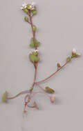 Image of early scurvygrass