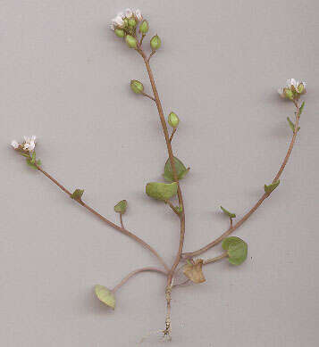 Image of early scurvygrass