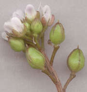 Image of early scurvygrass