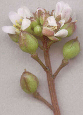 Image of early scurvygrass