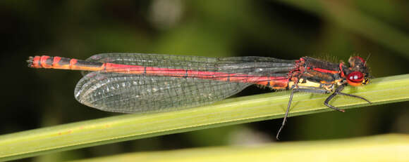 Image of Pyrrhosoma Charpentier 1840