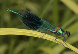 Image of Banded Agrion