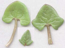 Image of early scurvygrass