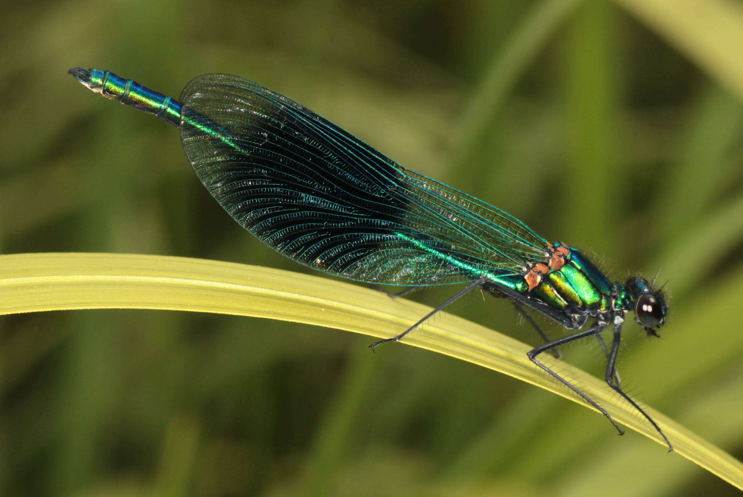 Image of Banded Agrion