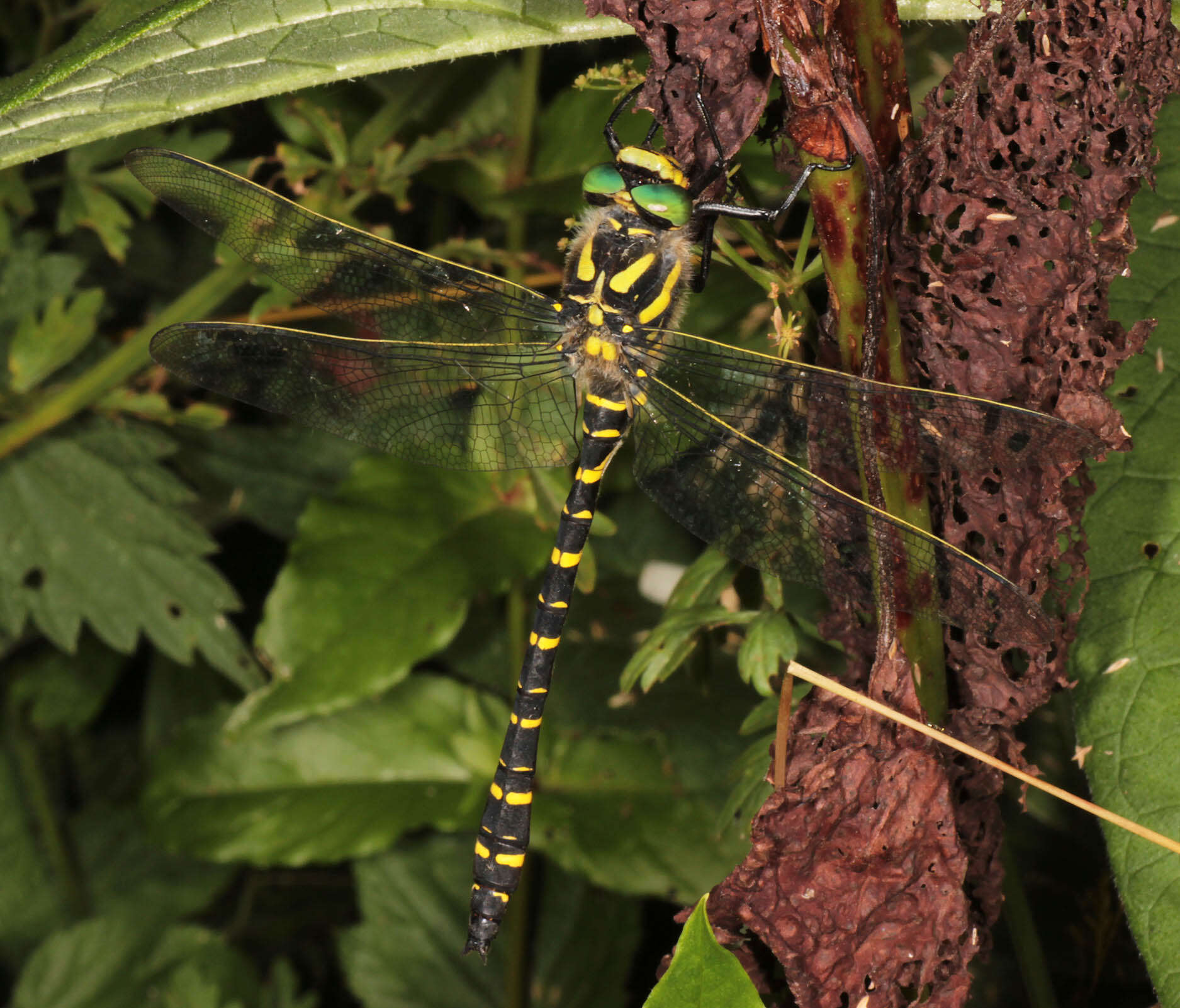 Image of golden-ringed dragonfly