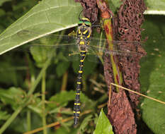 Image of golden-ringed dragonfly