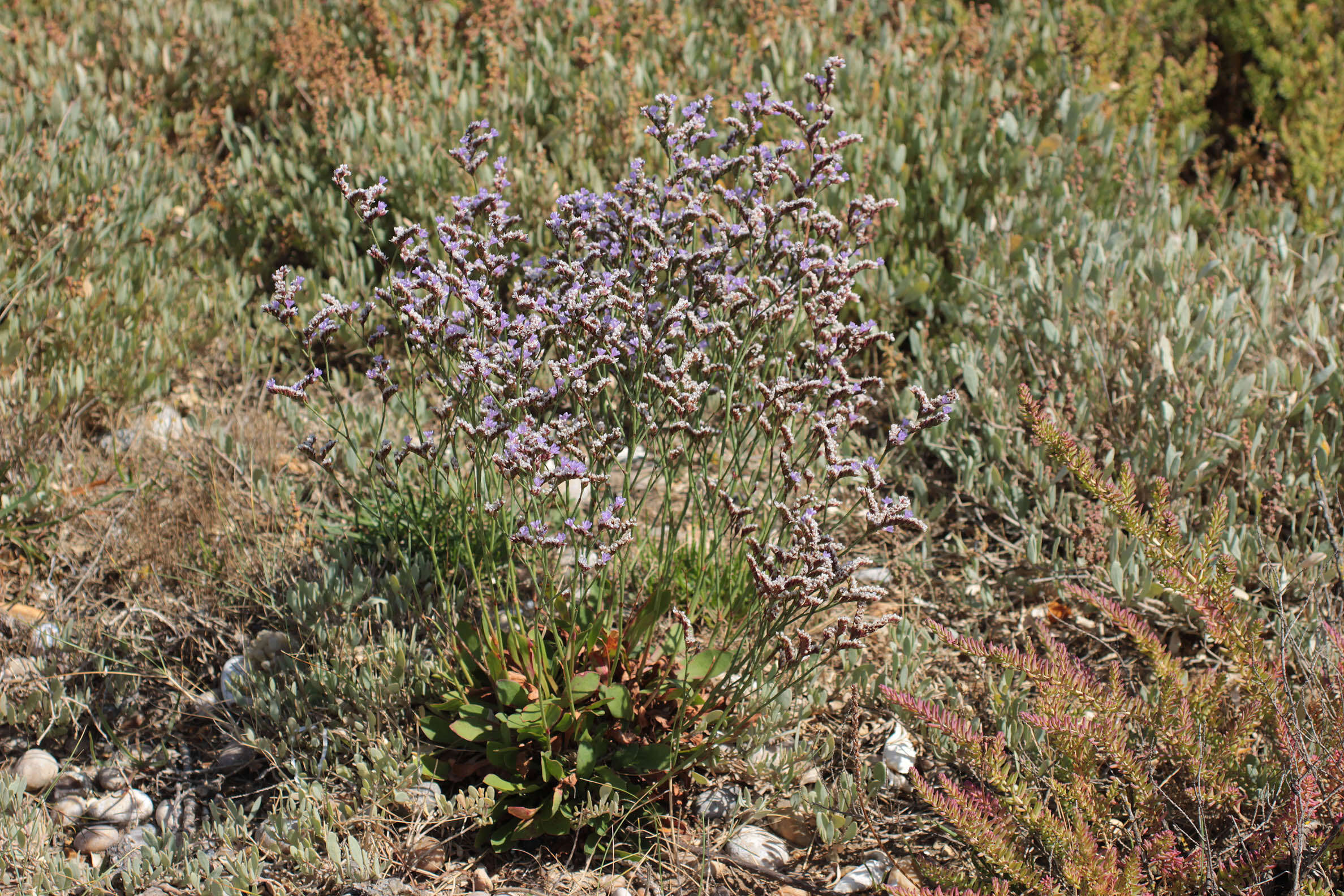 Image of Limonium dodartiforme M. J. Ingrouille