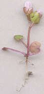 Image of early scurvygrass