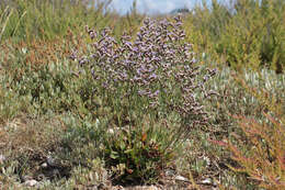 Image of Limonium dodartiforme M. J. Ingrouille