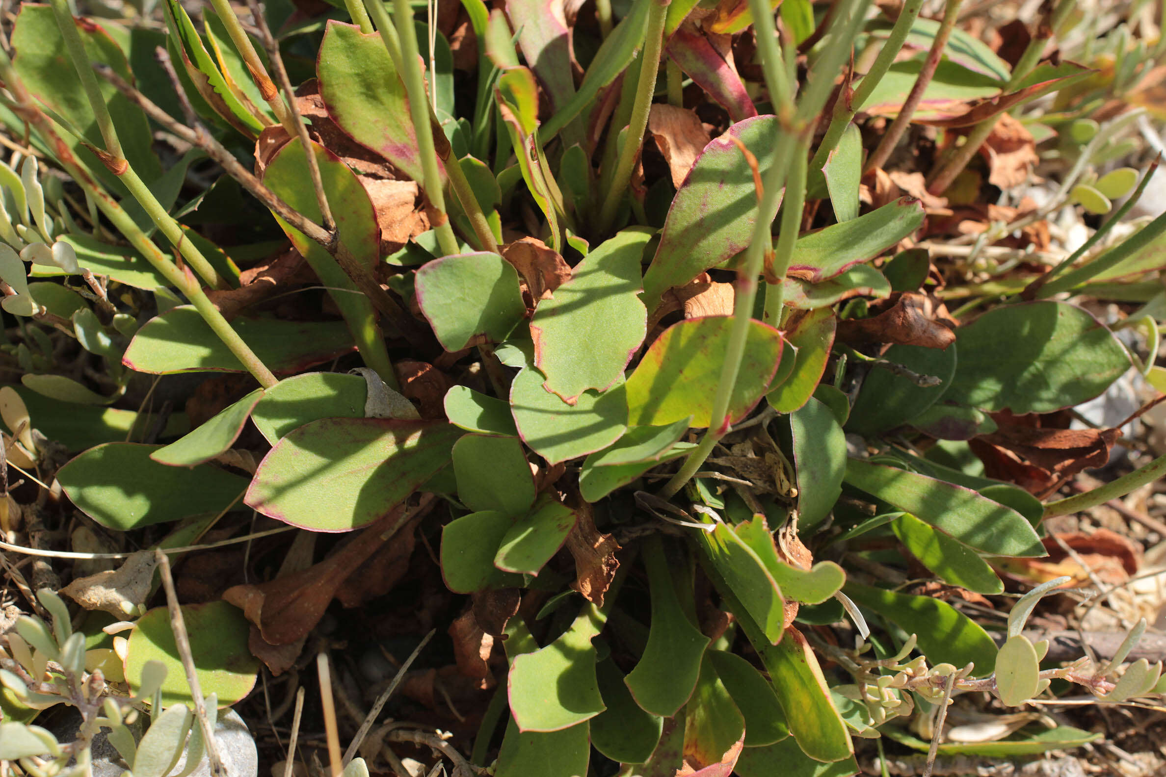 Image of Limonium dodartiforme M. J. Ingrouille