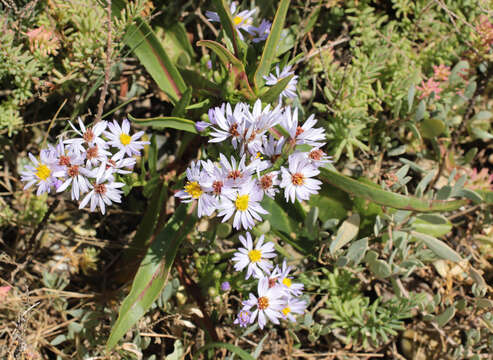 Image of <i>Aster <i>tripolium</i></i> subsp. tripolium