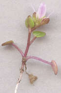 Image of early scurvygrass