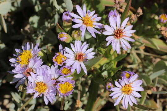 Image of <i>Aster <i>tripolium</i></i> subsp. tripolium