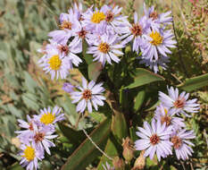 Image of <i>Aster <i>tripolium</i></i> subsp. tripolium