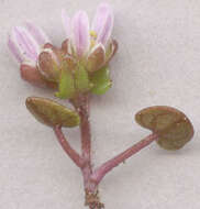 Image of early scurvygrass