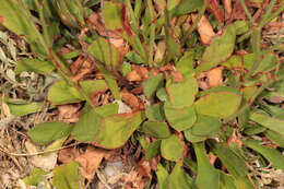 Image of Limonium dodartiforme M. J. Ingrouille