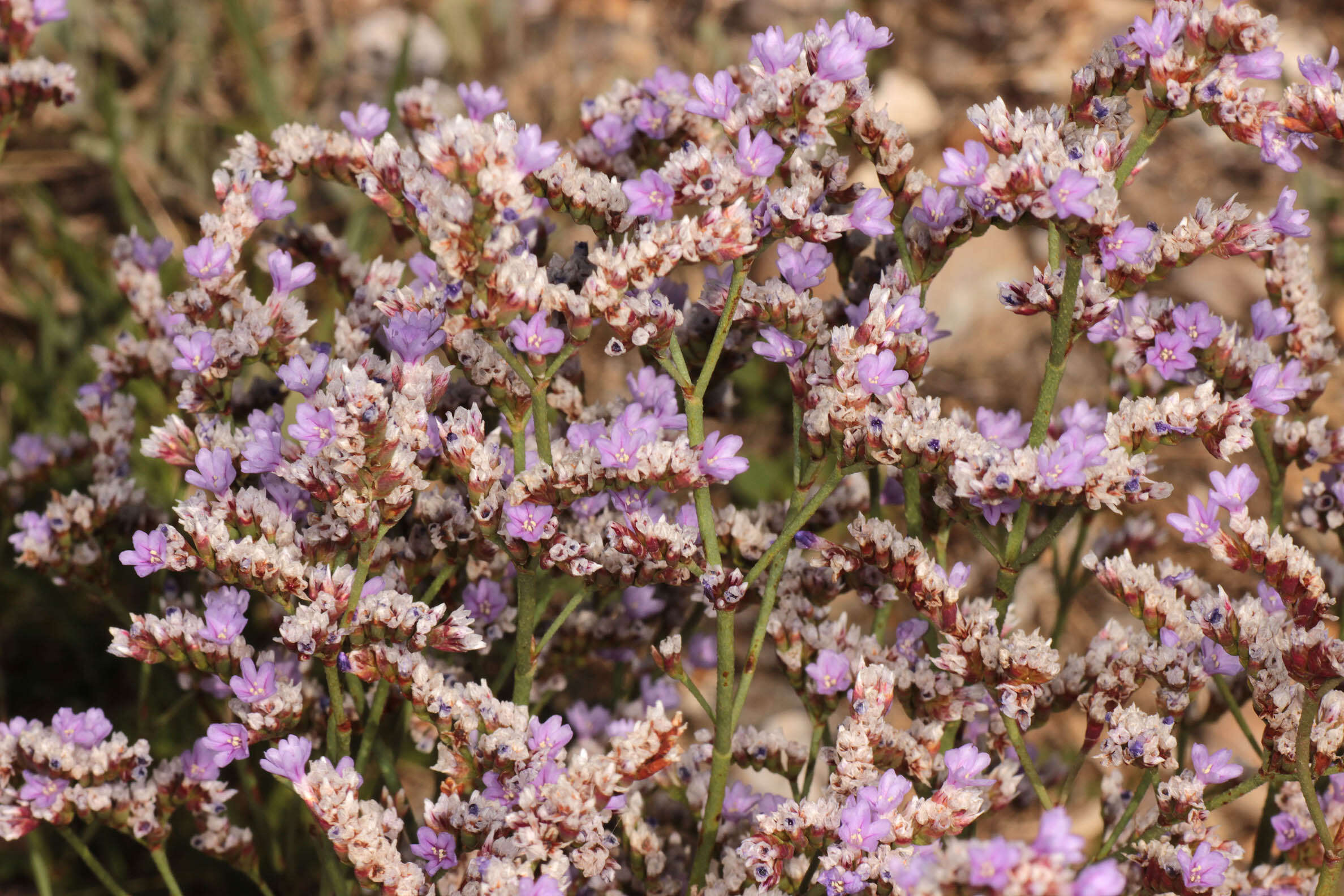 Image of Limonium dodartiforme M. J. Ingrouille