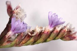 Image of Limonium dodartiforme M. J. Ingrouille