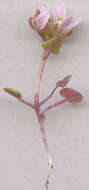 Image of early scurvygrass