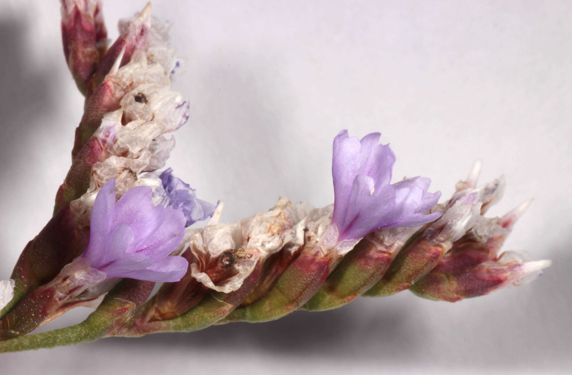 Image of Limonium dodartiforme M. J. Ingrouille