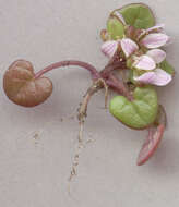 Image of early scurvygrass