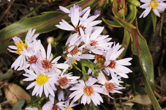 Image of <i>Aster <i>tripolium</i></i> subsp. tripolium