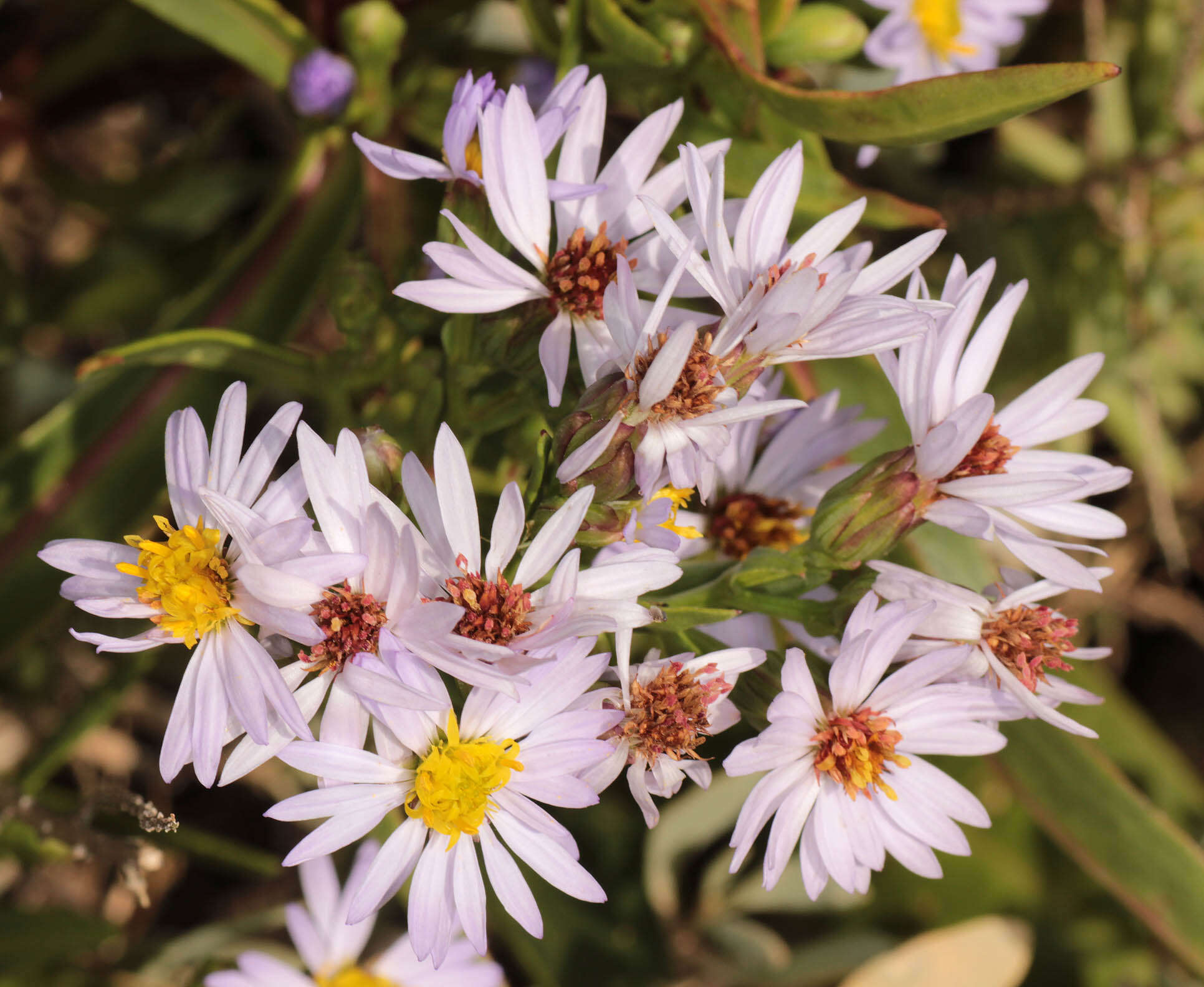 Image of <i>Aster <i>tripolium</i></i> subsp. tripolium