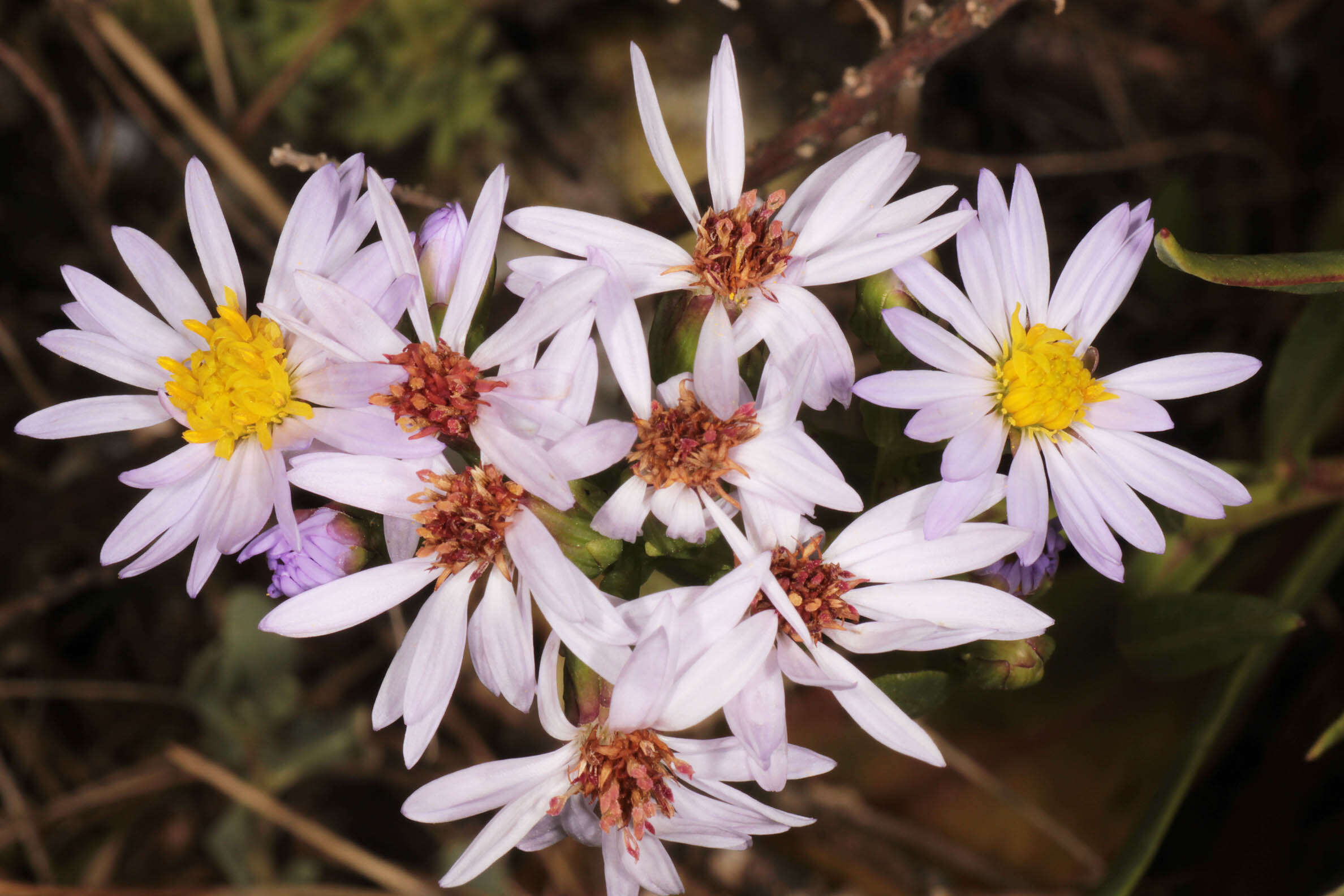 Image of <i>Aster <i>tripolium</i></i> subsp. tripolium