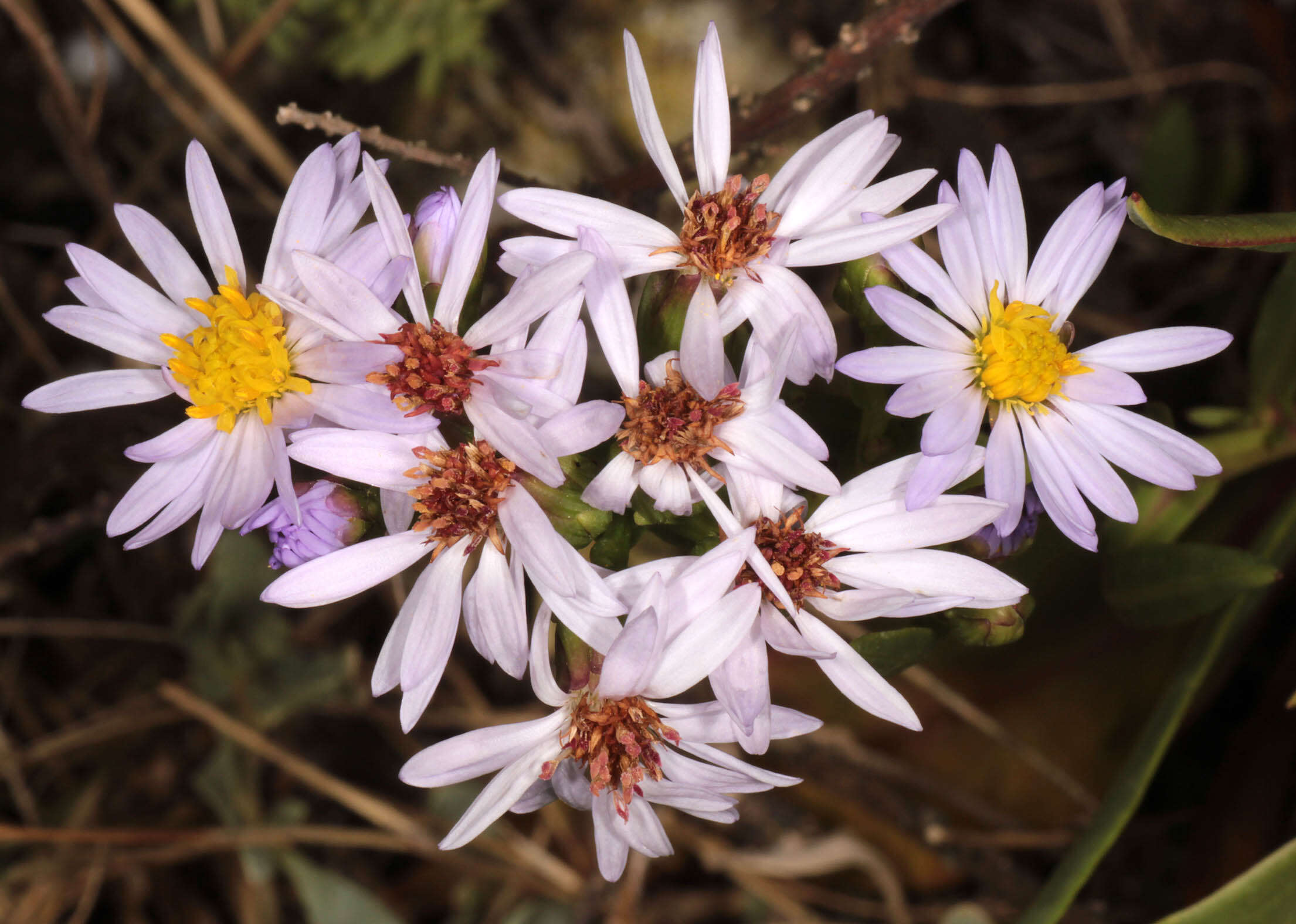 Image of <i>Aster <i>tripolium</i></i> subsp. tripolium