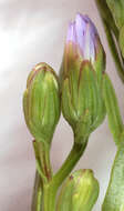 Image of <i>Aster <i>tripolium</i></i> subsp. tripolium