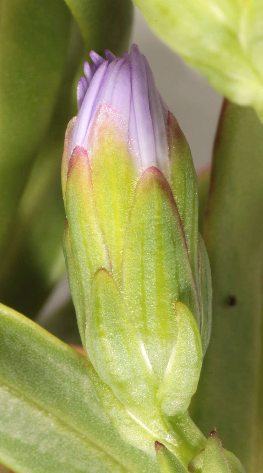 Image of <i>Aster <i>tripolium</i></i> subsp. tripolium