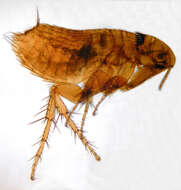 Image of rodent flea