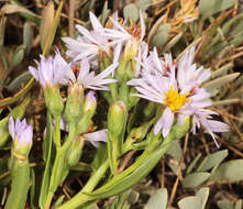 Image of <i>Aster <i>tripolium</i></i> subsp. tripolium