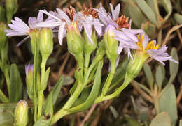 Image of <i>Aster <i>tripolium</i></i> subsp. tripolium