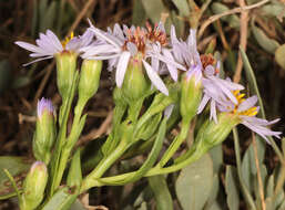 Image of <i>Aster <i>tripolium</i></i> subsp. tripolium