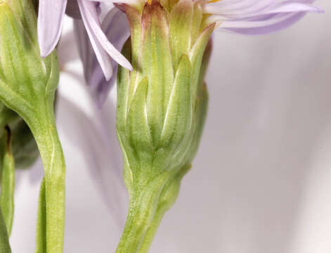 Image of <i>Aster <i>tripolium</i></i> subsp. tripolium