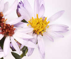 Image of <i>Aster <i>tripolium</i></i> subsp. tripolium