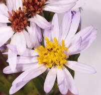 Image of <i>Aster <i>tripolium</i></i> subsp. tripolium