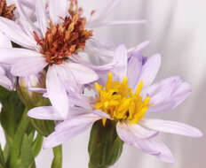 Image of <i>Aster <i>tripolium</i></i> subsp. tripolium