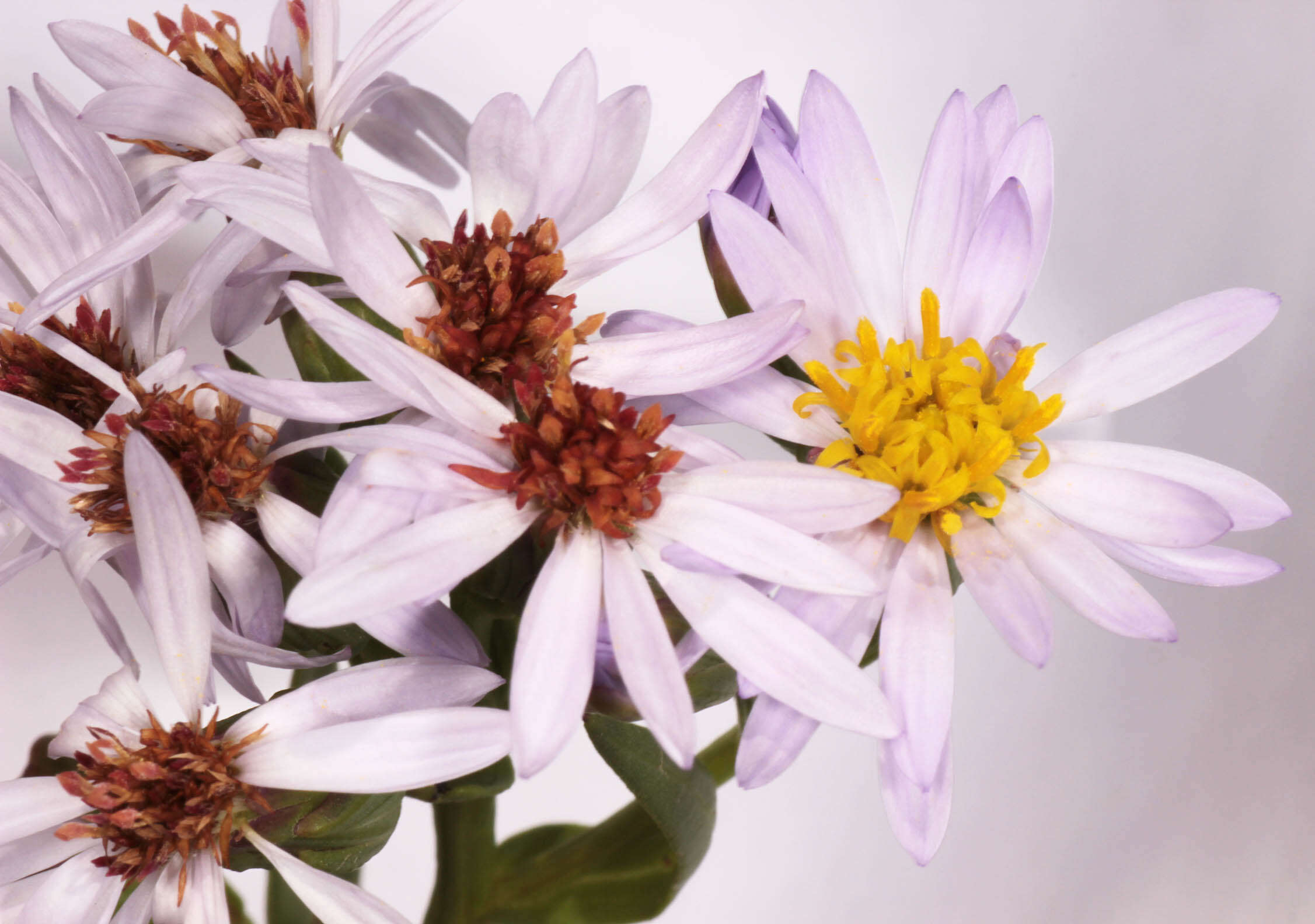 Image of <i>Aster <i>tripolium</i></i> subsp. tripolium