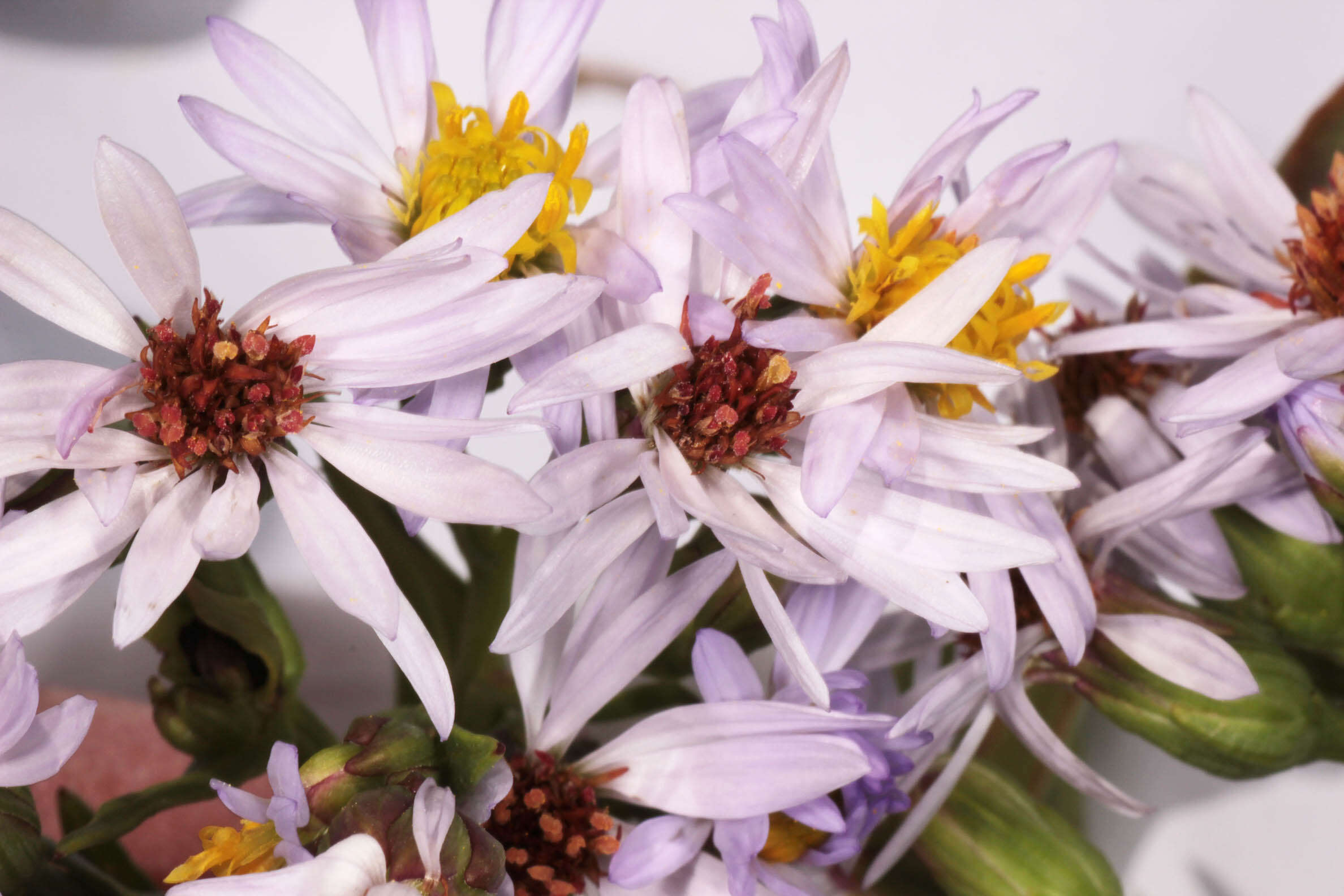 Image of <i>Aster <i>tripolium</i></i> subsp. tripolium