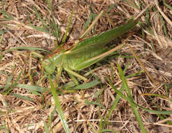 Image of Great green bushcricket